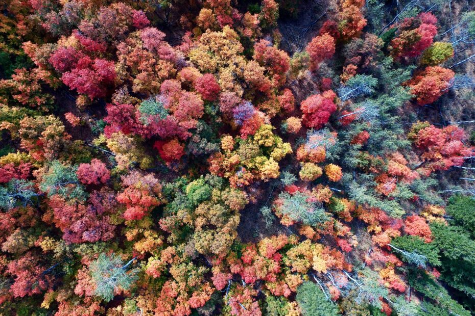 Farbveränderung des Waldes im Herbst